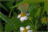 Fragaria vesca. Цветок с питающейся бабочкой-малинницей (Callophrys rubi). Московская обл., Раменский р-н, окр. ж.-д. платформы Хрипань, просека в смешанном лесу. 24.05.2013.