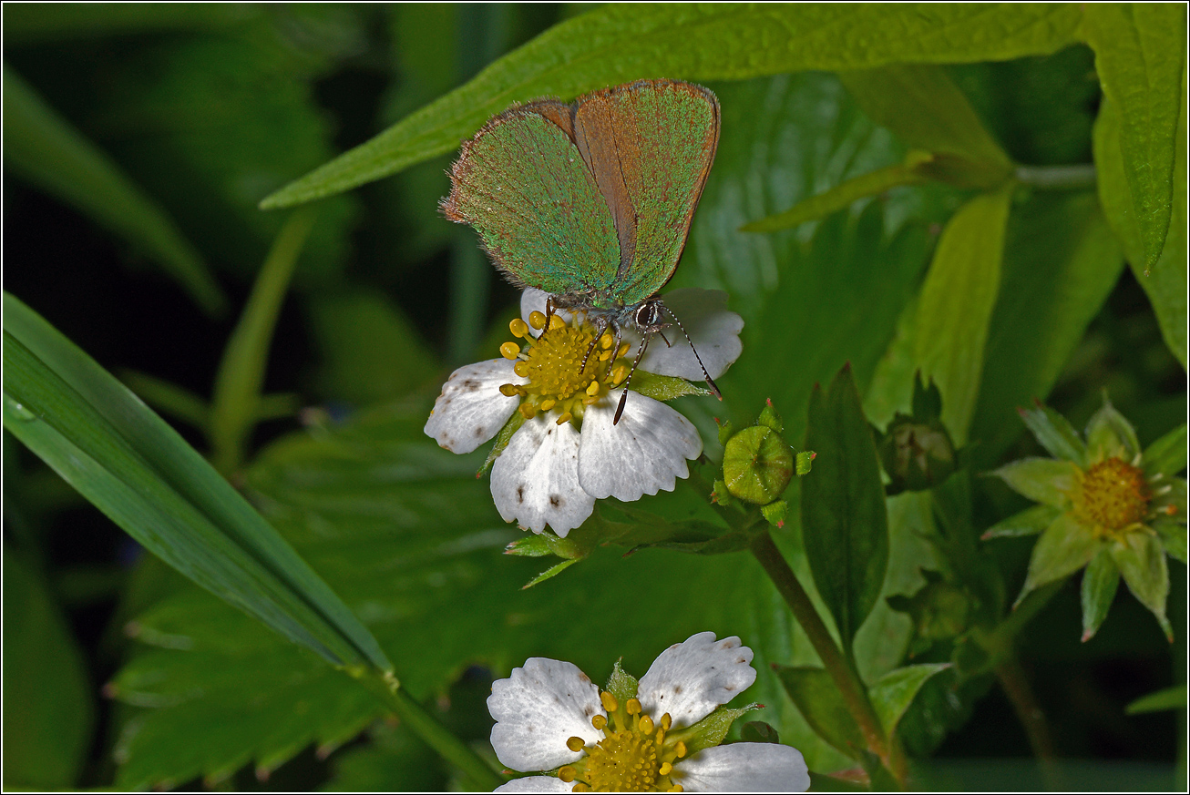 Image of Fragaria vesca specimen.