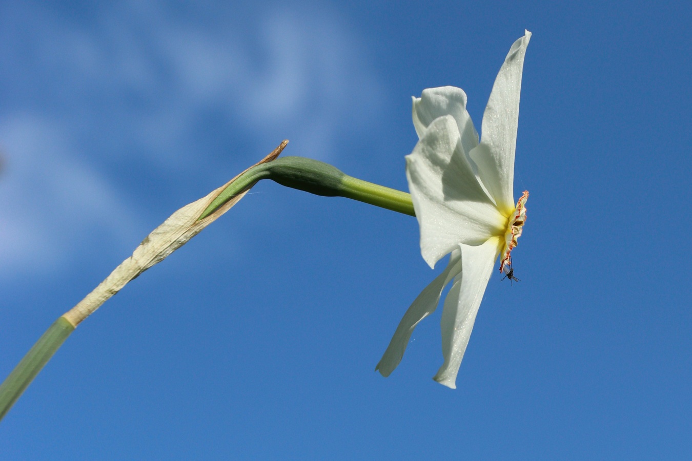 Изображение особи Narcissus poeticus.