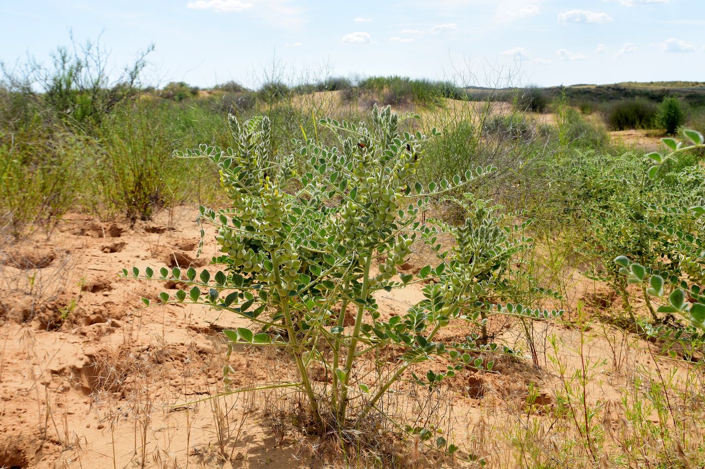 Image of Astragalus lehmannianus specimen.
