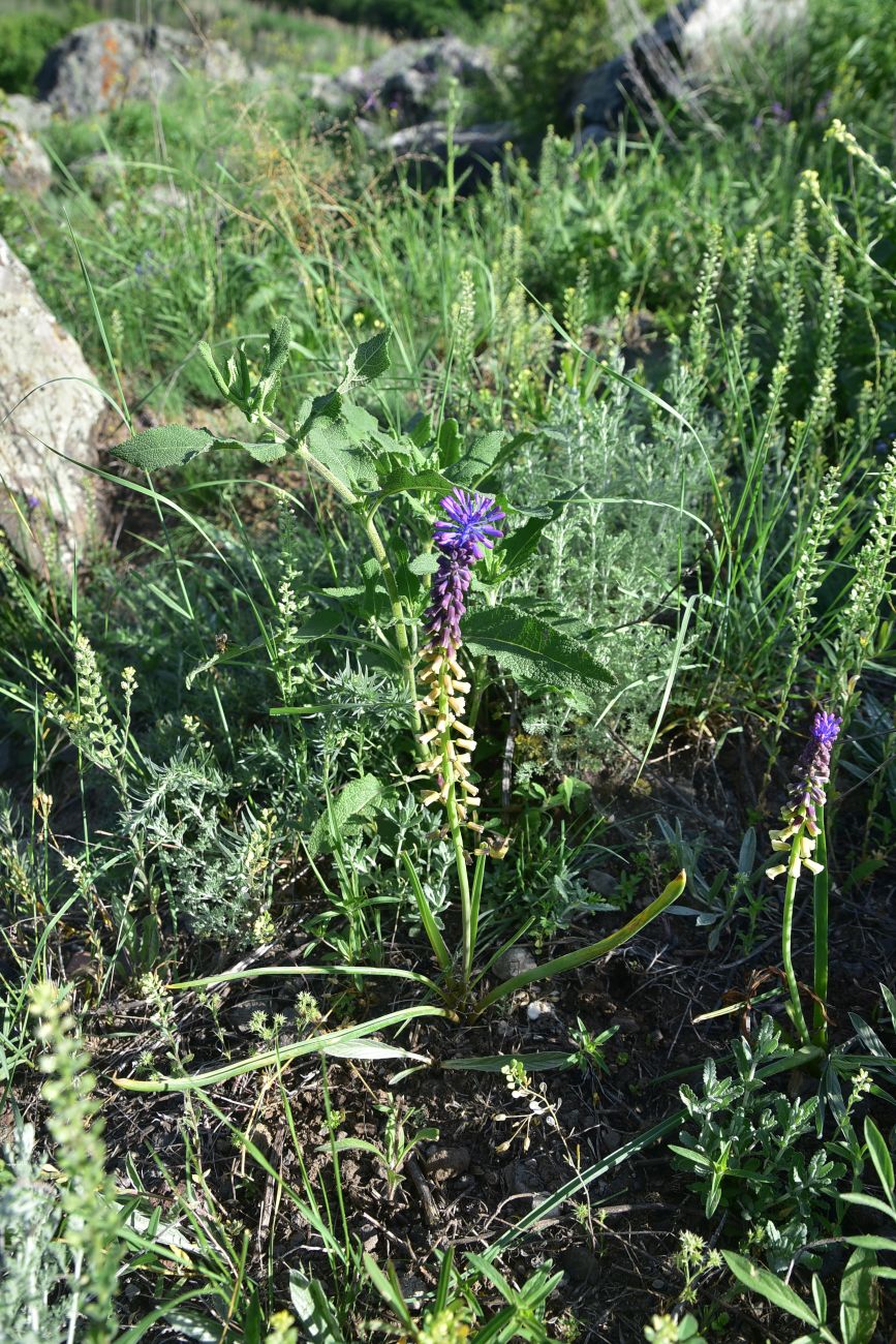 Image of familia Hyacinthaceae specimen.