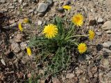 Taraxacum multisectum. Цветущее растение. Хабаровский край, г. Комсомольск-на-Амуре, обочина дороги. 22.05.2026.
