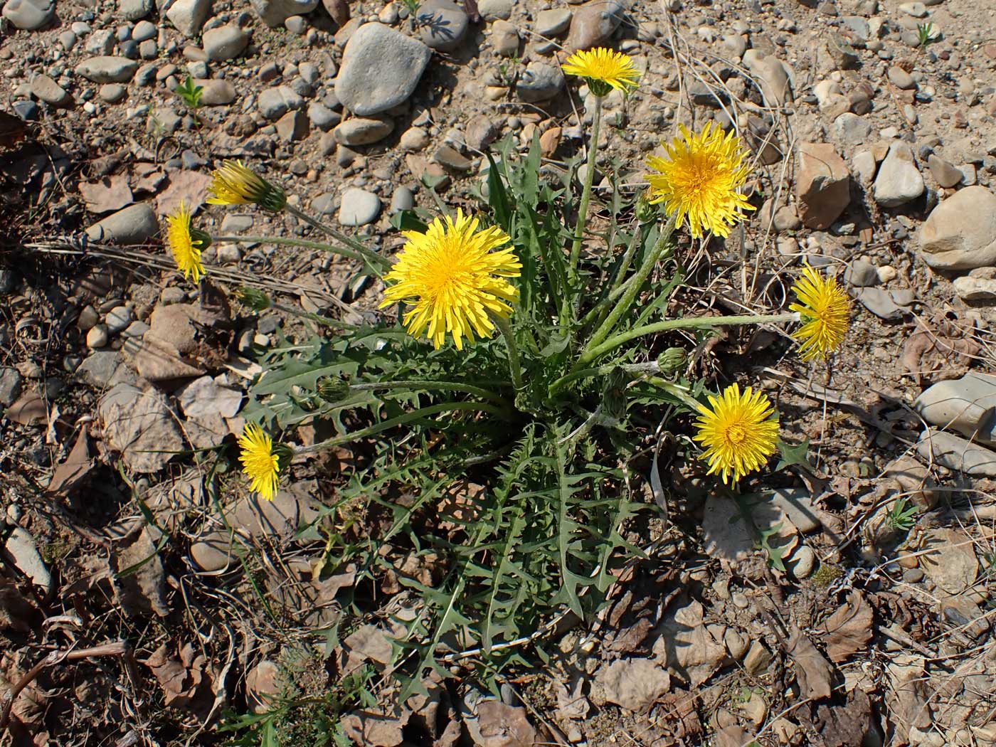 Image of Taraxacum multisectum specimen.