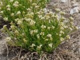 Christolea pamirica. Цветущее растение с основаниями высохших прошлогодних побегов. Таджикистан, Горно-Бадахшанская автономная обл., Рушанский р-н, хр. Музкол, окр. Сарезского оз., Усойский завал, скопление мелкозёма среди крупноглыбового обломочного материала. 22 июня 2026 г.