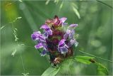 Prunella vulgaris. Соцветие. Московская обл., Раменский р-н, окр. дер. Хрипань, садовый участок. 16.06.2026.