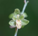 Ephippianthus schmidtii. Цветок. Хабаровский край, р-н имени Лазо, верховье р. Ко, выс. ≈ 700 м н.у.м., долинный хвойный лес. 01.08.2026.