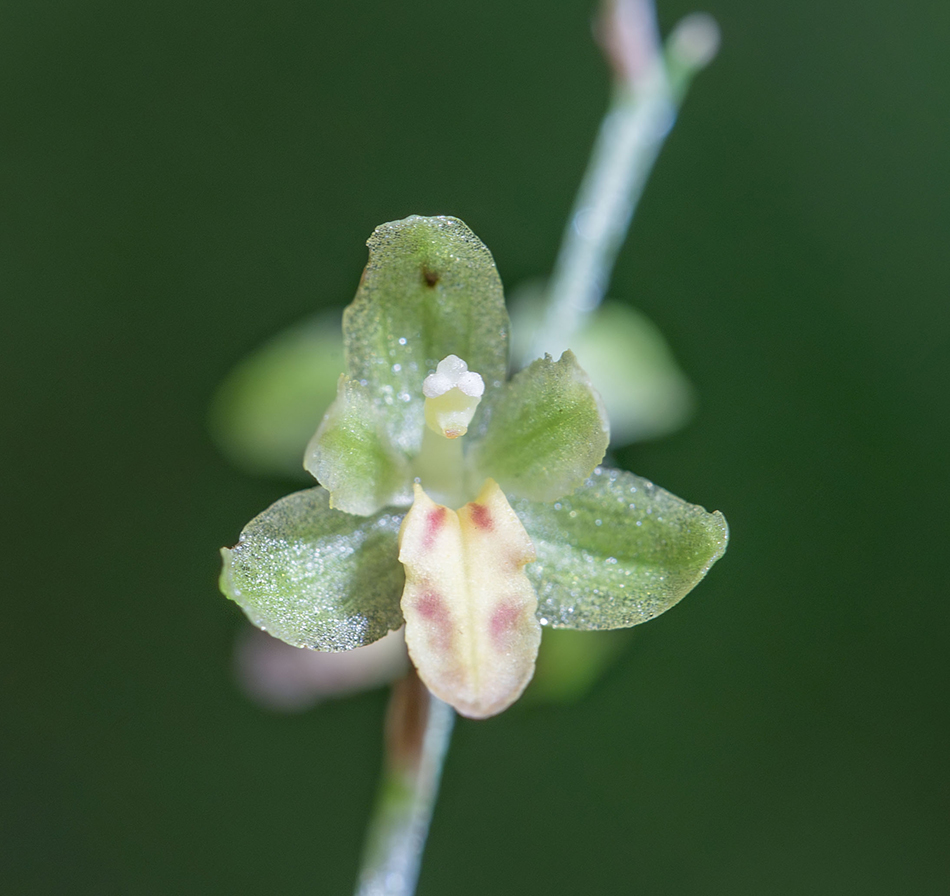 Image of Ephippianthus schmidtii specimen.