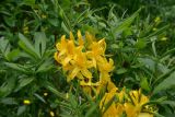 Rhododendron luteum. Цветки. Турция, ил Артвин, окр. дер. Кашикли, склон, который спускается к р. Корпусу от мечети, заросли. 12 июня 2026 г.