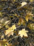 Acer platanoides