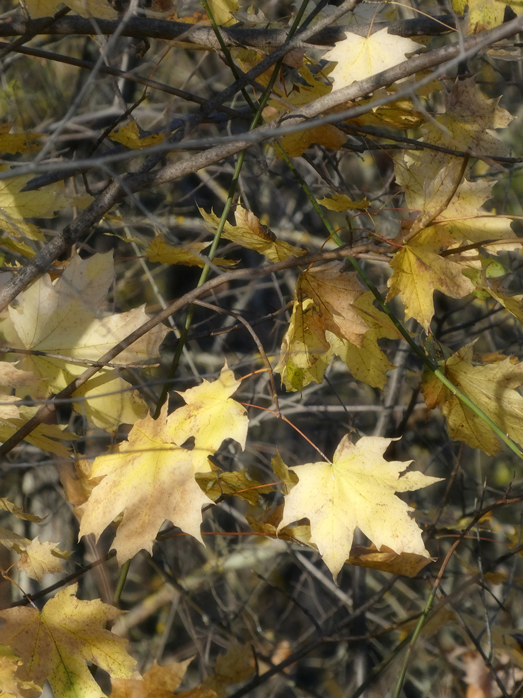 Изображение особи Acer platanoides.