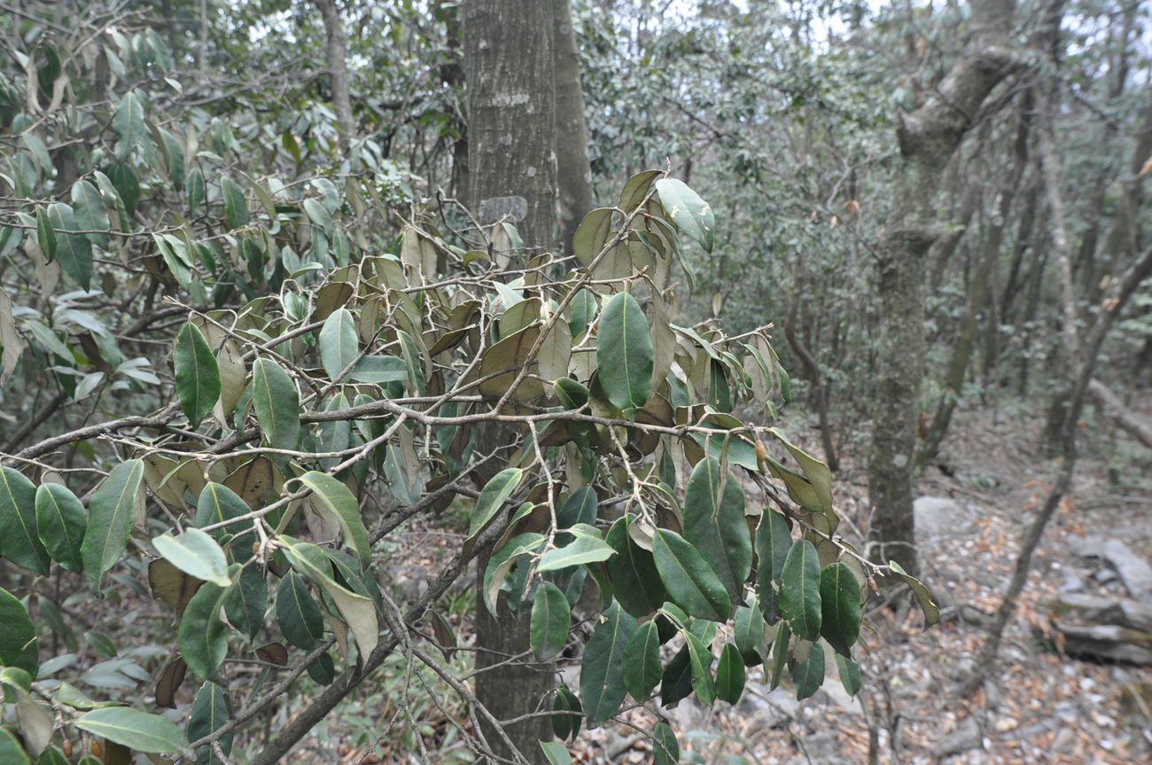Image of Unknown species specimen.