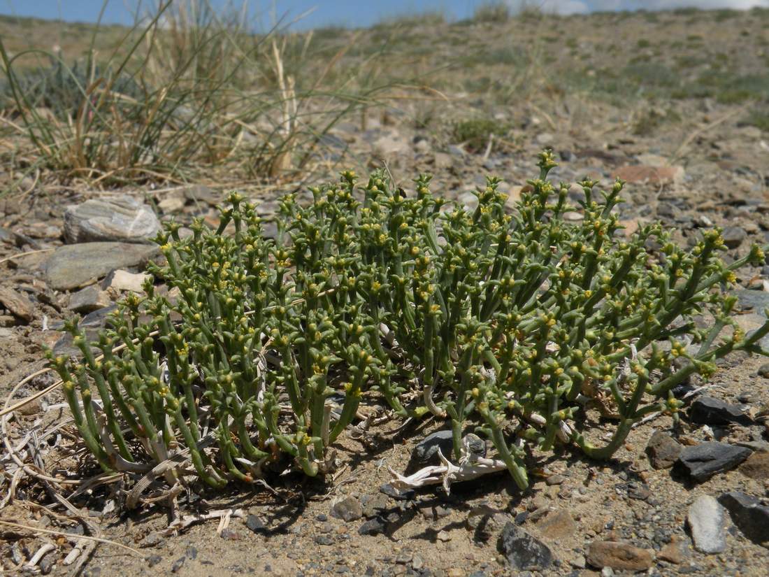 Изображение особи Anabasis brevifolia.