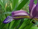 Iris graminea