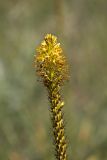 Eremurus spectabilis. Верхушка плодоносящего растения. Ростовская обл., Октябрский р-н, ГПП \"Персиановская степь\", на верху правого берега р. Аюта. 01.06.2011.