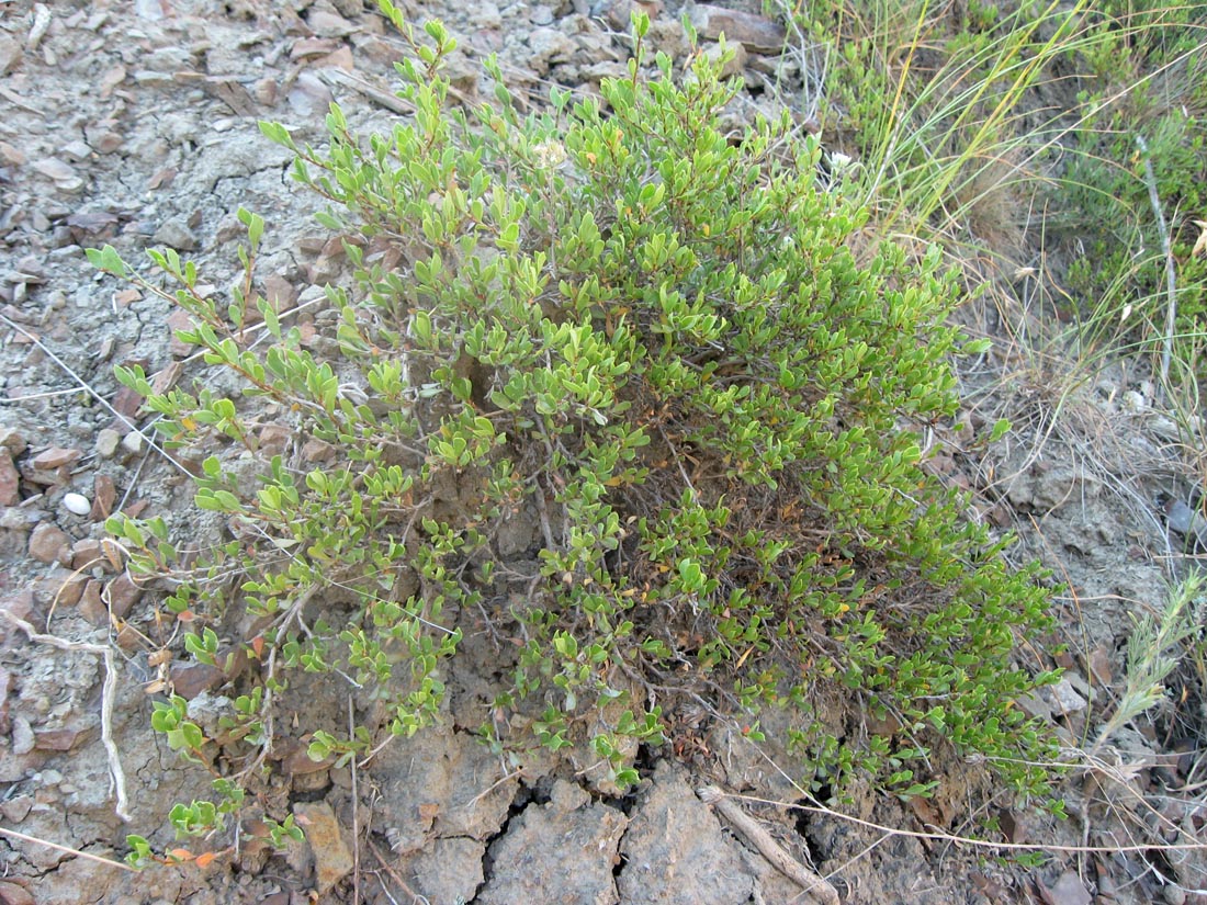 Изображение особи Atraphaxis replicata.