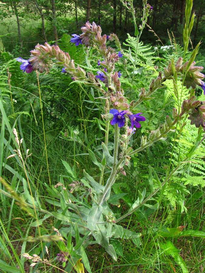 Изображение особи Anchusa officinalis.