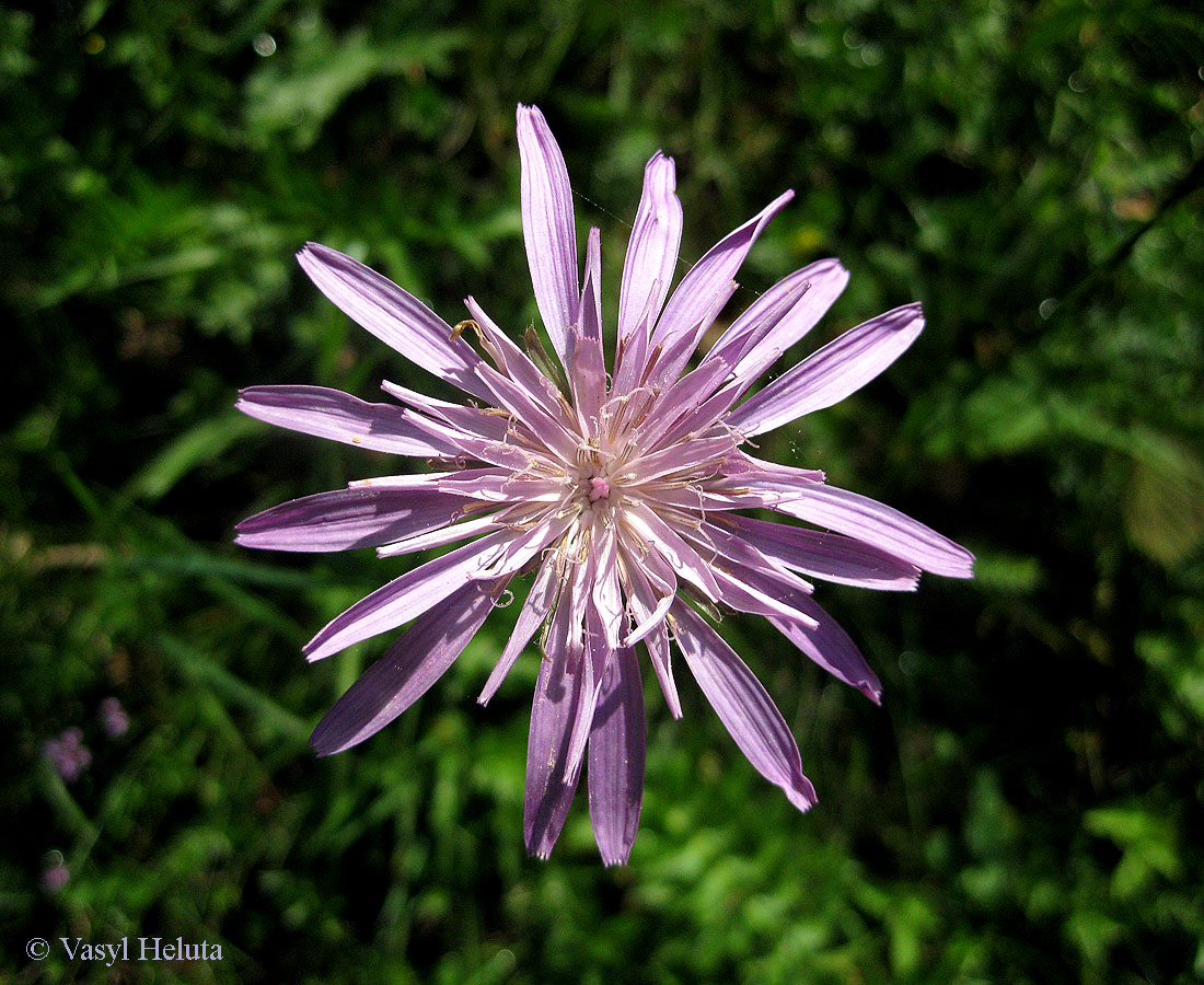 Image of Scorzonera rosea specimen.