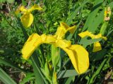 Iris pseudacorus