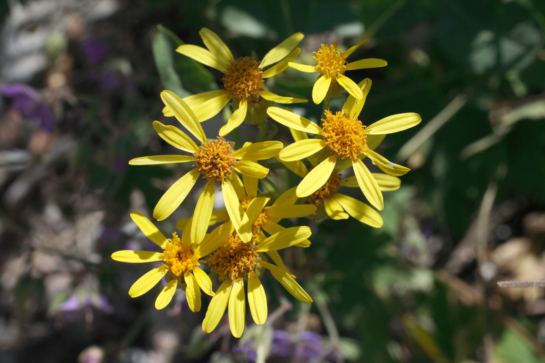 Image of Senecio racemulifer specimen.