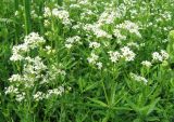 Galium boreale. Верхушки цветущих растений. Саратовская обл., Аткарский р-н, пойма р. Медведица, заливной луг. Конец июня 2011 г.