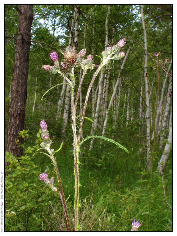 Изображение особи Cirsium palustre.