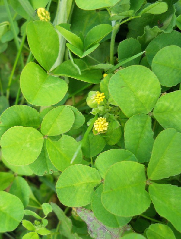 Image of Medicago lupulina specimen.