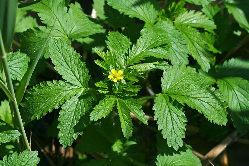 Изображение особи Potentilla norvegica.