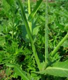 Sonchus arvensis subspecies uliginosus. Средняя часть растения. Ростовская обл., Азовский р-н, окр. с. Кугей, на обочине дороги. 08.07.2011.