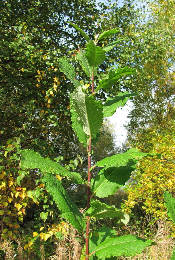 Изображение особи Salix caprea.