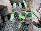 Persicaria &times; lenticularis