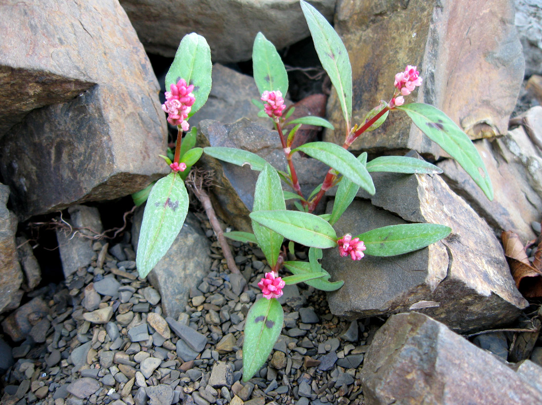 Image of Persicaria &times; lenticularis specimen.