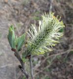 Salix × laurina. Верхушка побега с соцветием. Окр. Архангельска, 19.05.2011.