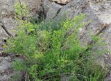 Spiraea hypericifolia. Цветущий кустарник. Казахстан, Кызылординская обл., Жанакорганский р-н, низкогорья хр. Каратау у п. Кайнарбулак. 28.04.2011.