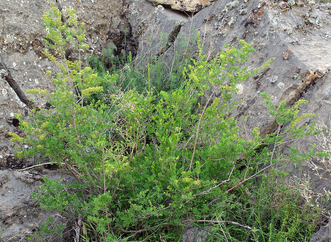 Image of Spiraea hypericifolia specimen.