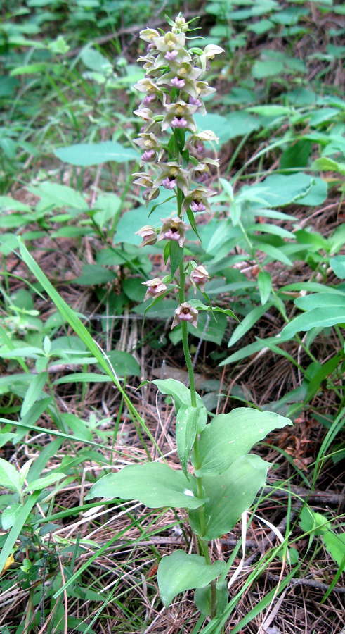 Image of Epipactis helleborine specimen.