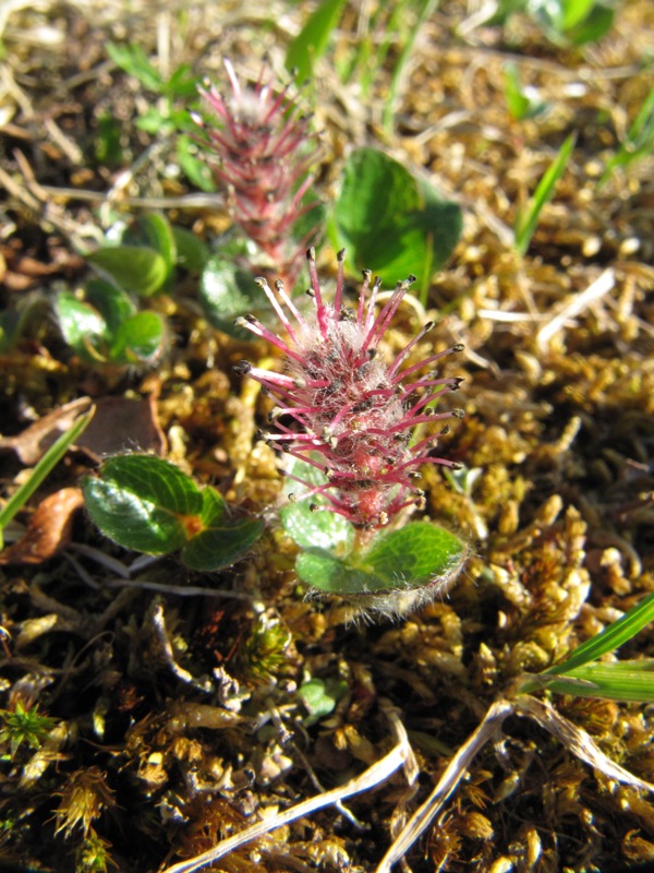 Image of Salix polaris specimen.