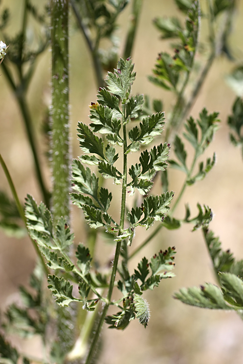 Изображение особи Daucus carota.