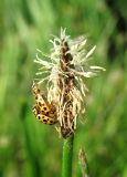 Eleocharis palustris