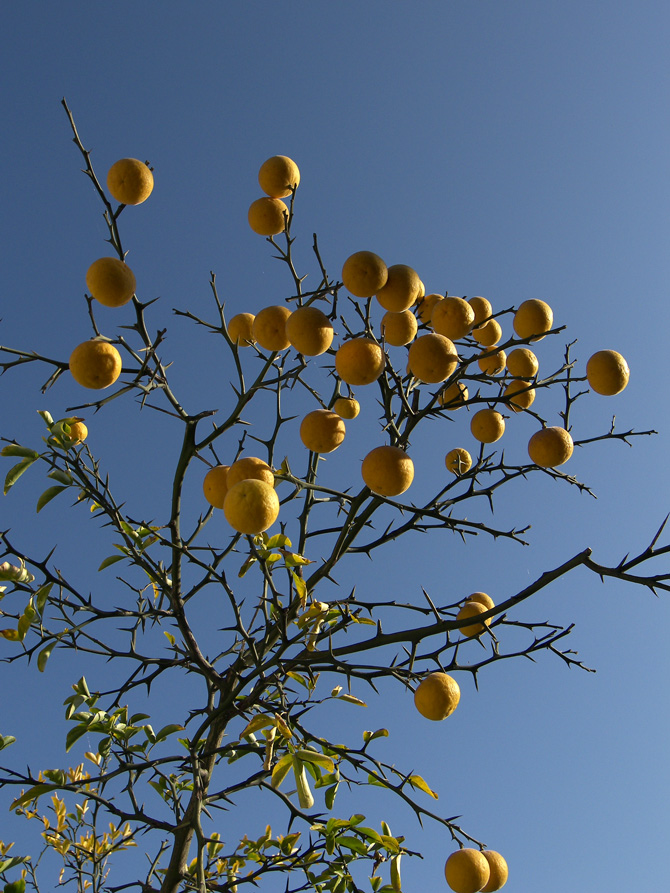 Изображение особи Poncirus trifoliata.