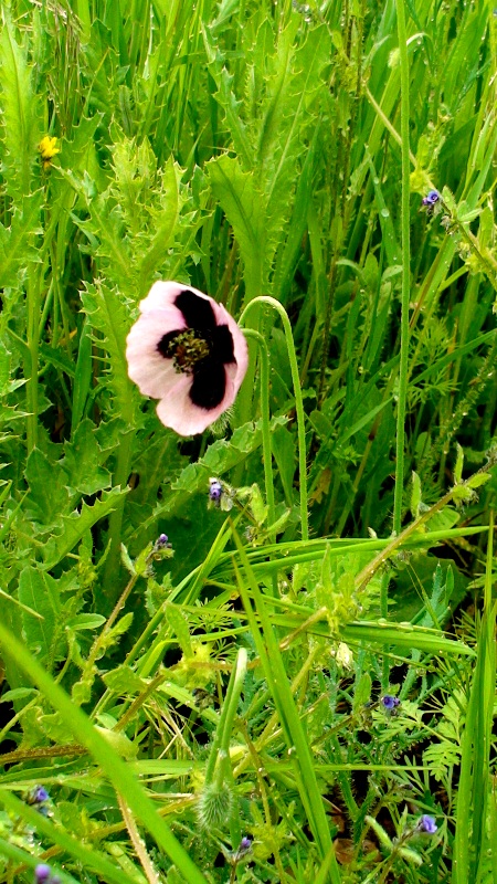 Изображение особи род Papaver.