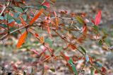 Berberis julianae