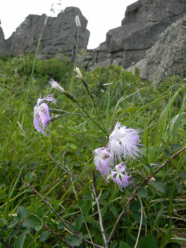 Image of Dianthus superbus specimen.