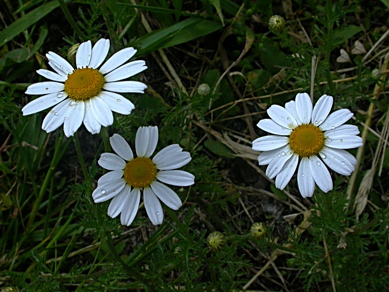 Image of Anthemis arvensis specimen.