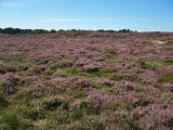 Calluna vulgaris