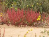 Rumex pictus. Плодоносящее растение на фоне цветущего Helianthemum stipulatum. Израиль, песчаный массив на окраине г. Холон. 09.04.2011.