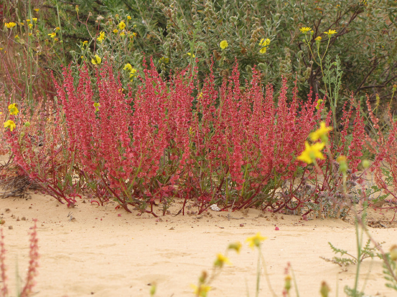 Изображение особи Rumex pictus.