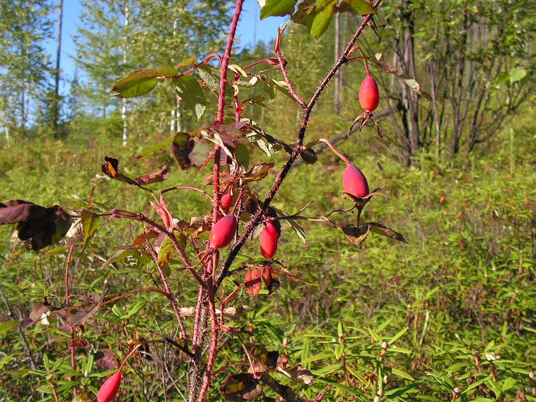 Image of Rosa acicularis specimen.