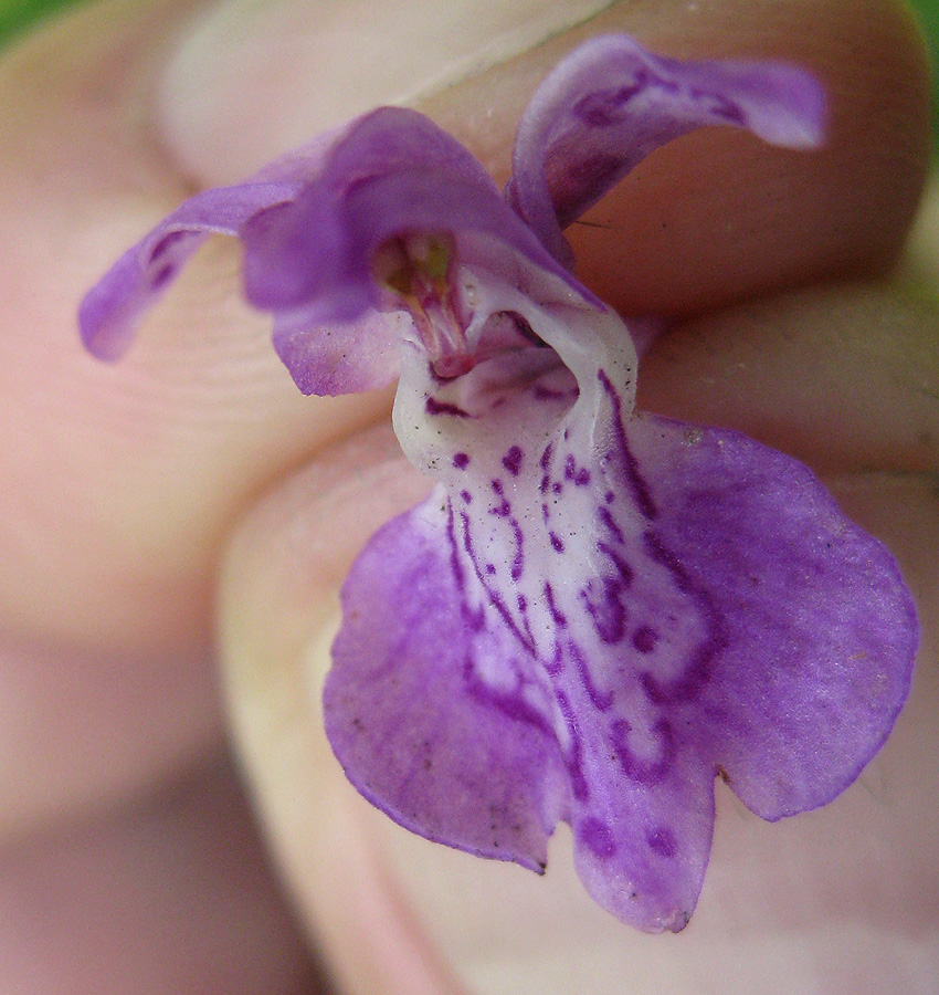 Image of Dactylorhiza majalis specimen.