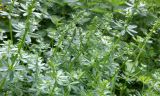 genus Galium