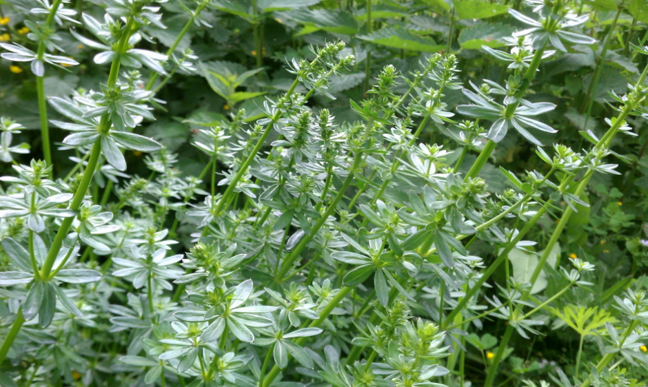 Image of genus Galium specimen.